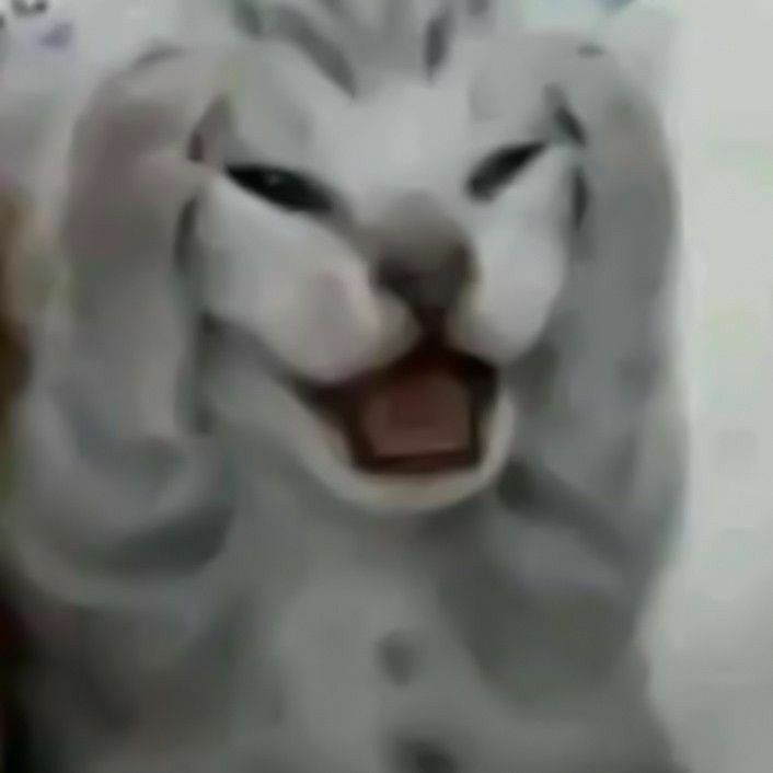 Gatito colapsando