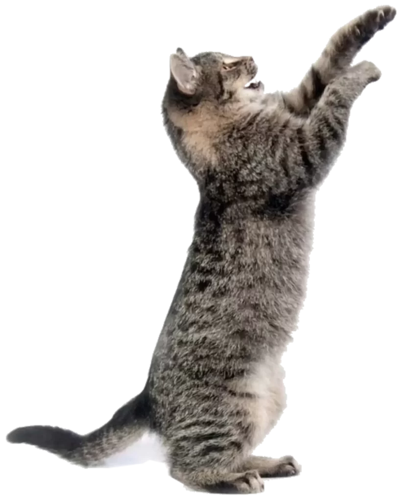 Gato que señala